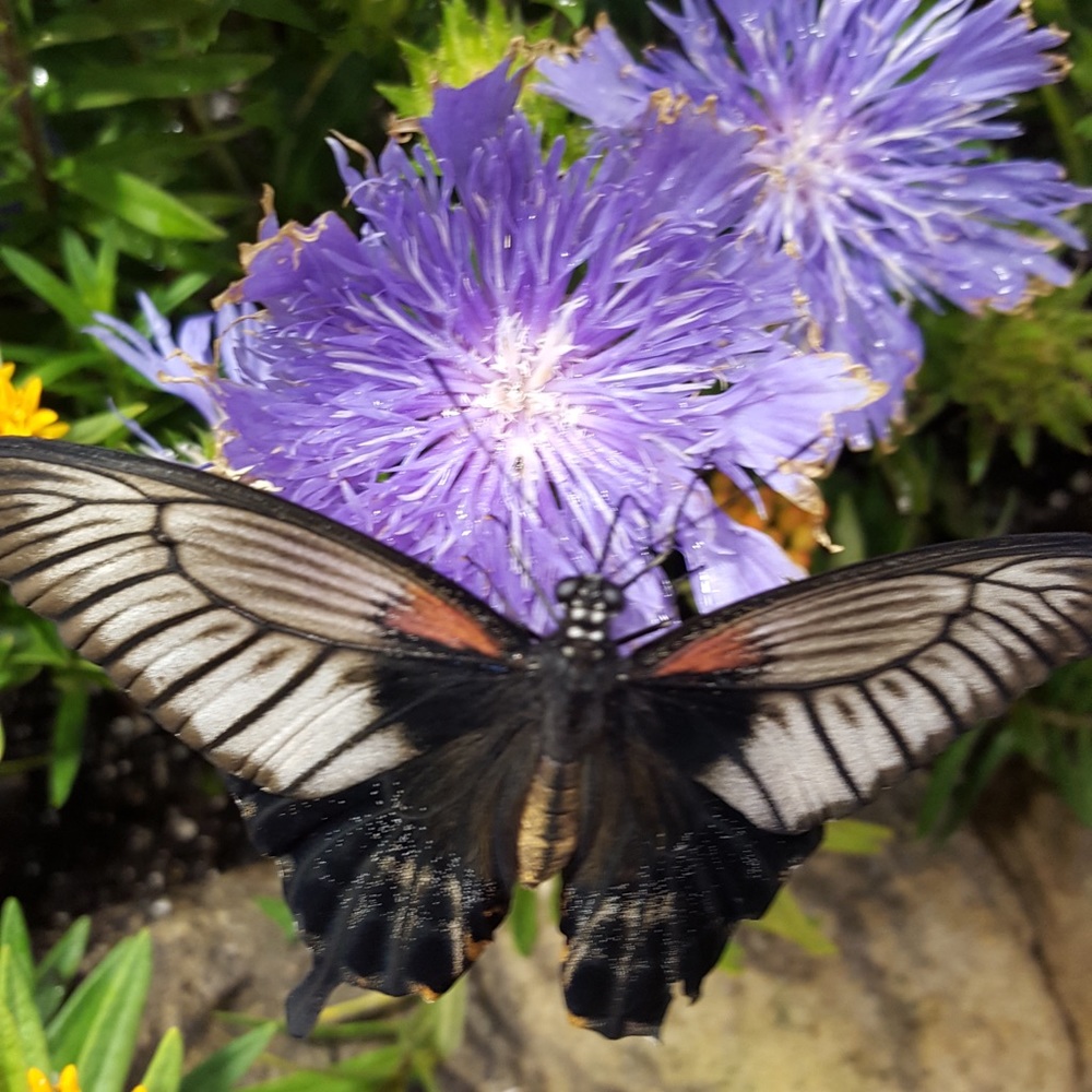 Meet your Posher, Mel